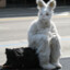 Typical Rabbit In Ohio (TRIO)