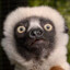 ZoboomaFoo