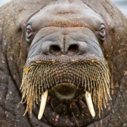 Walrus Boi