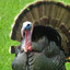 Turkey turkey