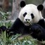 Bliksem_panda