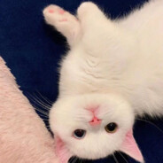 学长有个大蘑菇