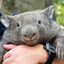 Wombat