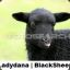 BlackSheep