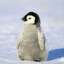 SWEET_PENGUIN