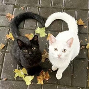 如果你打我我就会变成畸芽缠着你哭