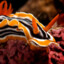 Mr.Nudibranch