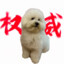 ganzhe5