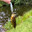 Feesh