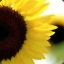 Helianthus