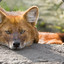 *LazyFox*