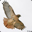 Buteo