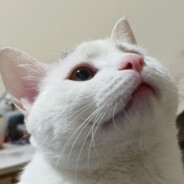 鱼香肉丝质检员