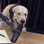 Cool Dog [SE]