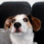 Dougie