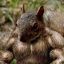 MUSCLE SQUIRREL