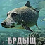 Avatar of player mode брдыщ