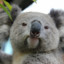 under-koalafied