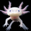 axolotl