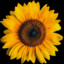 4Sunflowers.LFT