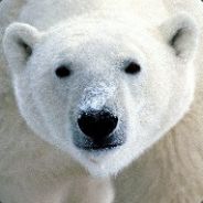 iBear