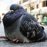 Pigeon987