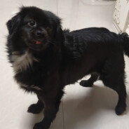 宇宙无敌霹雳爆炸小美