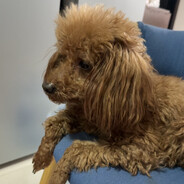 吃碗肉汤圆铁杆粉丝