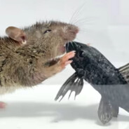 老鼠大战清道夫