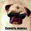 Flazy_Rocky