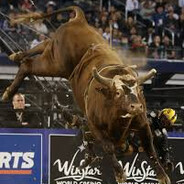 Bushwacker