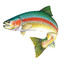 21&quot; Rainbow Trout