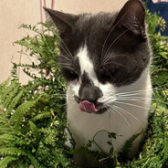 Murmurchik - steam id 76561198145001842