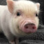 little pig