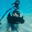 scuba cat