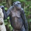 Boosted Bonobo GG