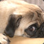 Mr.Pugs