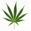 cannabis