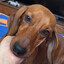 dachshund enjoyer