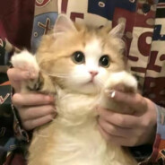 打我一键入库迷你世界