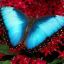 BlueMorpho