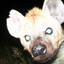 hyena