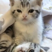 CHZ⋆౨ৎ˚⟡˖ ࣪