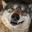 Mr.wolf