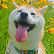 小小猫豆可笑可笑