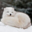 Watchfox