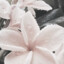 flutt3rr