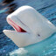 Baby Beluga
