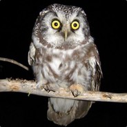 Мохноногий сыч