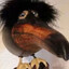 elviraptor